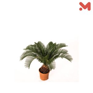 شجره سايكس b12 * قزلط