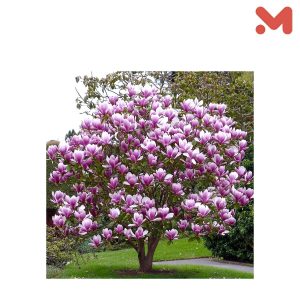 شجره مغواليا مشكل كبير
