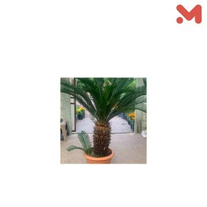 شجره سياكس وسط