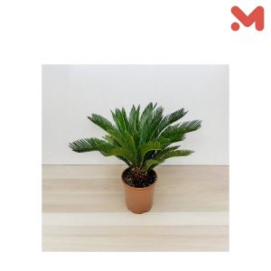 شجره سياكس 9ورقه