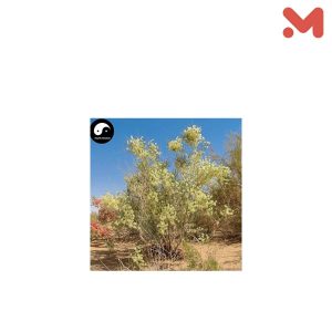شجره منغوليا 2 جزع