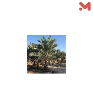 مقذمه مستورده نخله