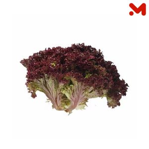 خس احمر _قطعه
